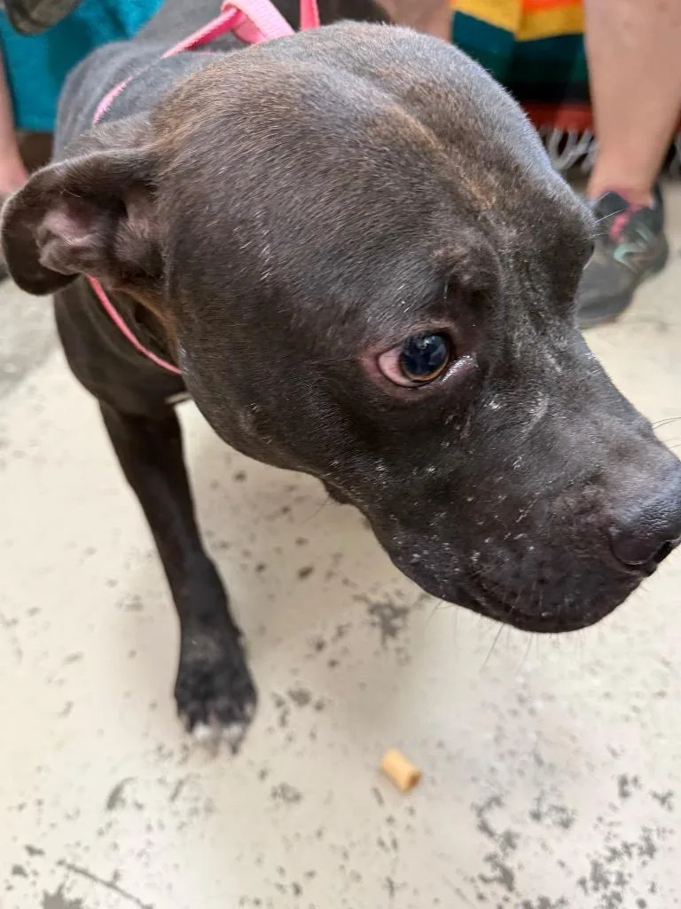 A young large-sized male Pit Bull Terrier dog named Scarface for adoption in Saint Francisville, LA