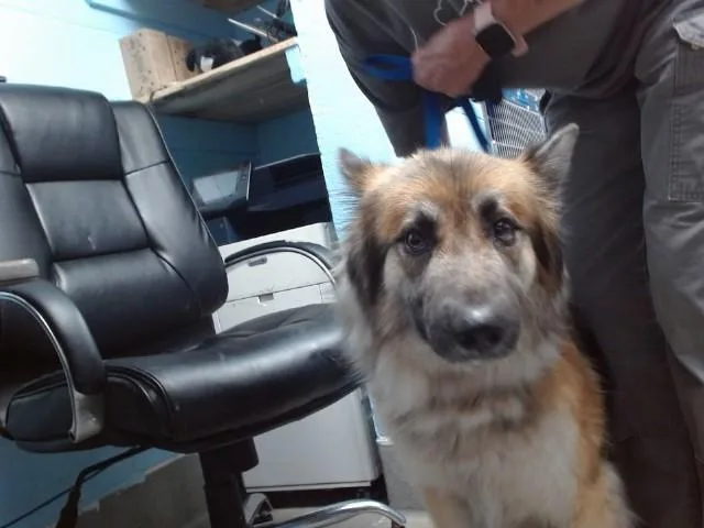 An adult medium-sized male German Shepherd Dog dog named Storm for adoption in Albuquerque, NM