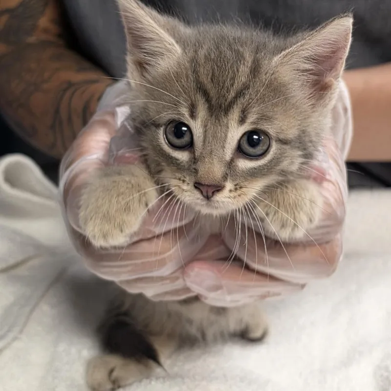 Willow