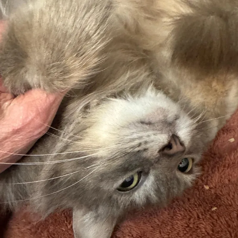 An adult large-sized female Gray / Blue / Silver Domestic Long Hair cat named Callie for adoption in Richmond, VA