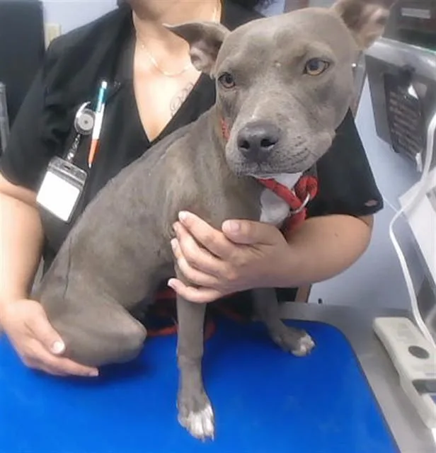 A young large-sized female Pit Bull Terrier dog named Alani for adoption in Phoenix, AZ