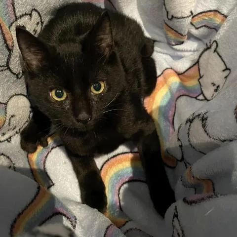 An adult medium-sized male Domestic Short Hair cat named Blaze for adoption in Davie, FL