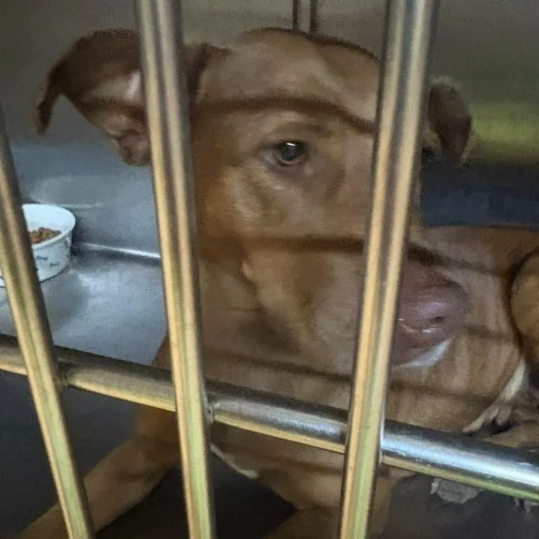 An adult large-sized female Brown / Chocolate Mixed Breed dog named Timberland for adoption in Gadsden, AL
