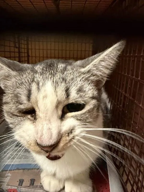 An adult small-sized unknown Domestic Short Hair cat named Pichi for adoption in Austin, TX