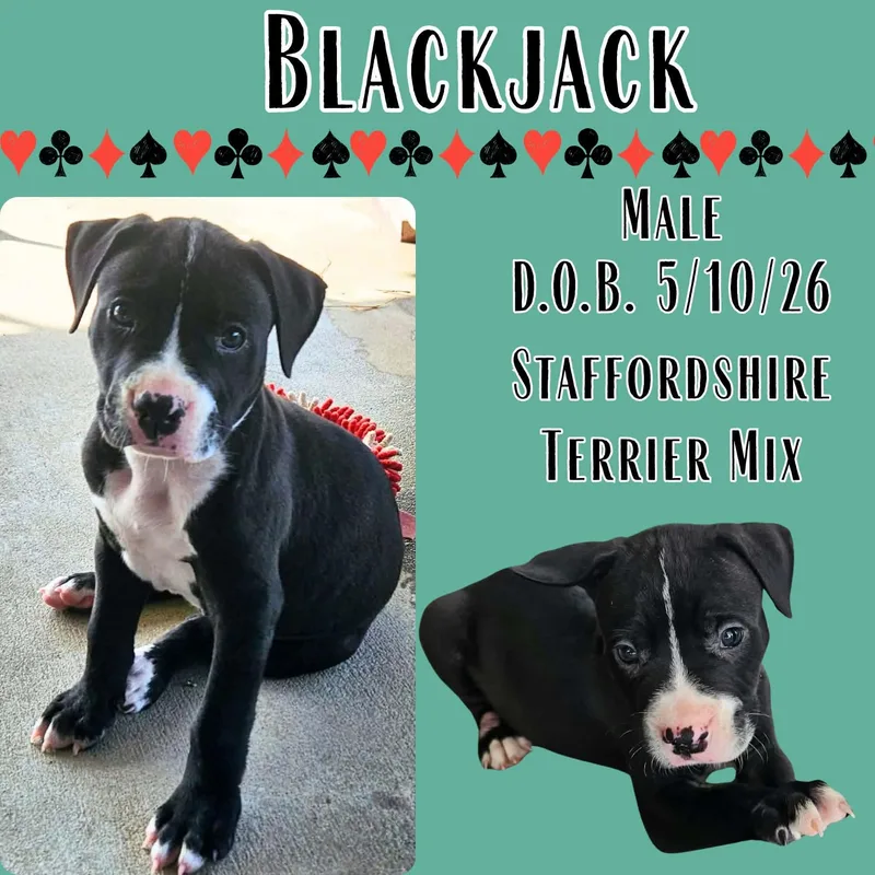 A baby medium-sized male Black American Staffordshire Terrier dog named Blackjack for adoption in Caldwell, TX