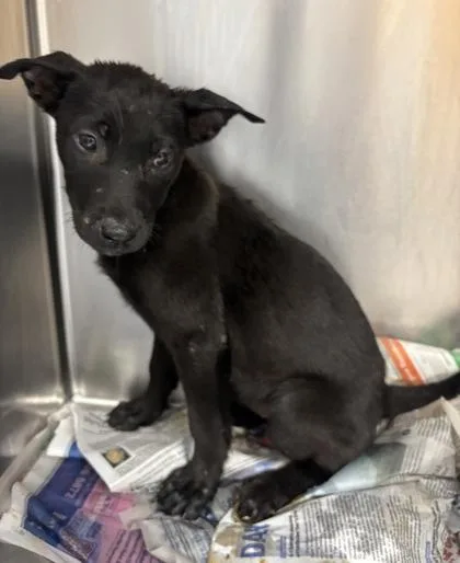 A baby small-sized female Mixed Breed dog named Appetizer for adoption in Chamblee, GA