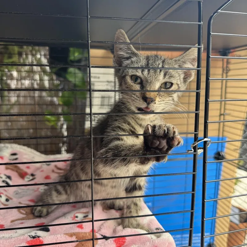 A baby small-sized male Gray / Blue / Silver Domestic Short Hair cat named Rocky for adoption in Pacific Palisades, CA