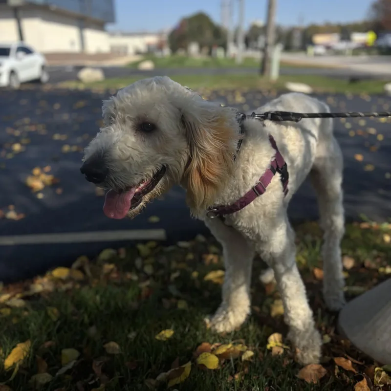 An adult large-sized male Poodle dog named Ramen for adoption in Hartland, WI
