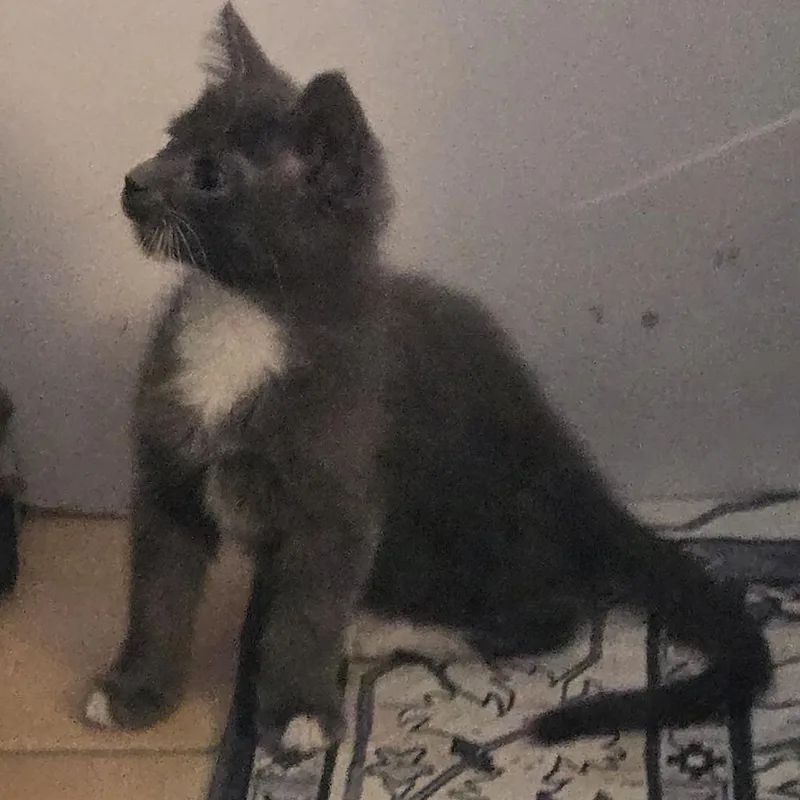 A baby small-sized male Gray / Blue / Silver Domestic Short Hair cat named Vader for adoption in Phoenix, AZ