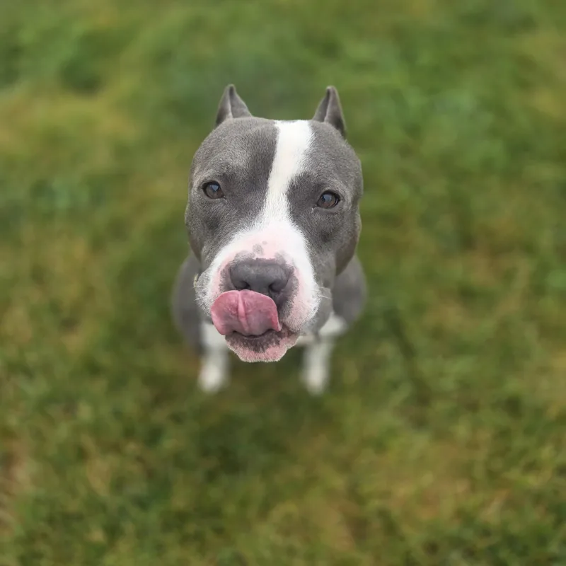 An adult large-sized male Gray / Blue / Silver American Staffordshire Terrier dog named Tyson for adoption in Joliet, IL