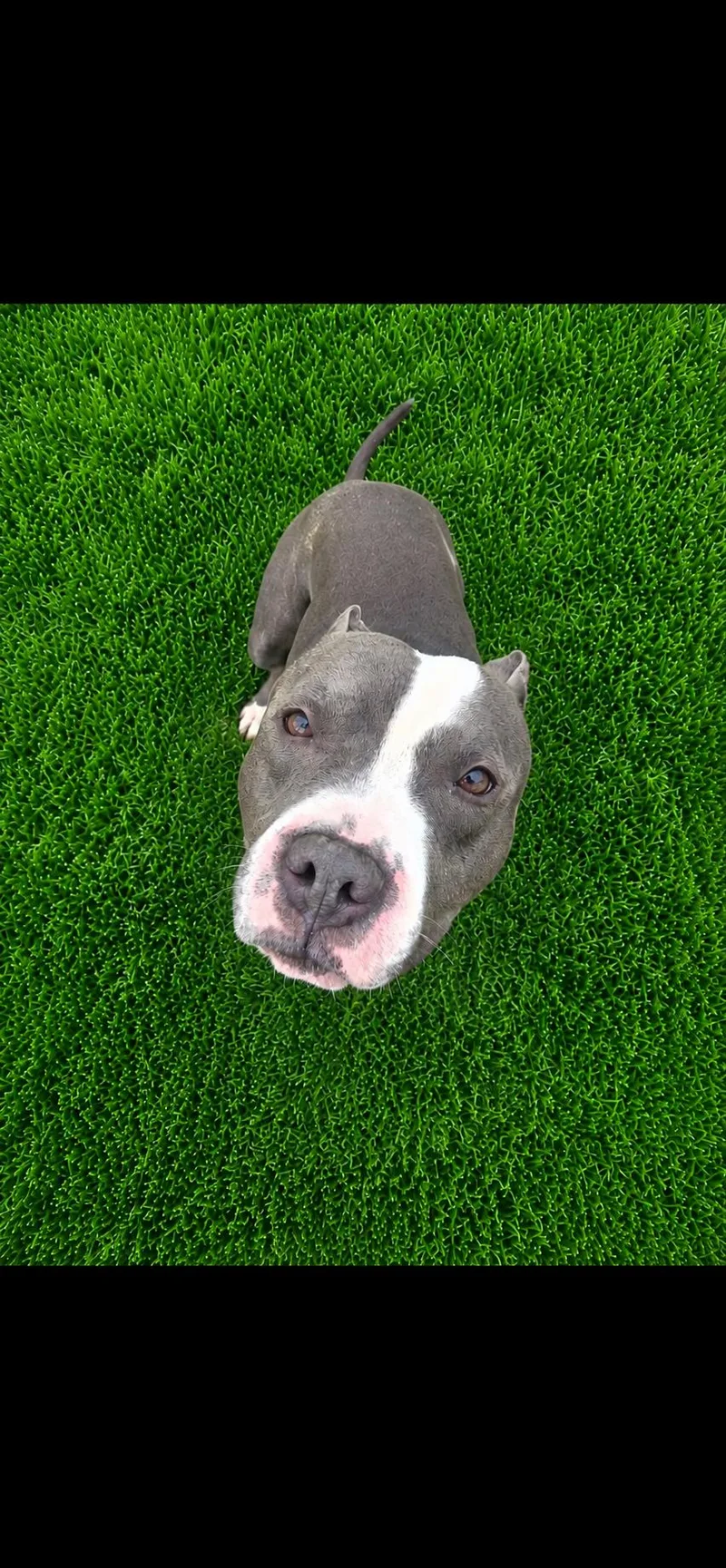 Tyson thumbnail 2
