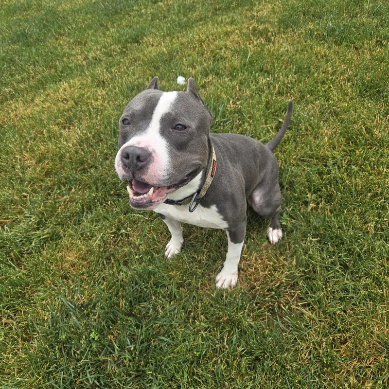 Tyson thumbnail 3