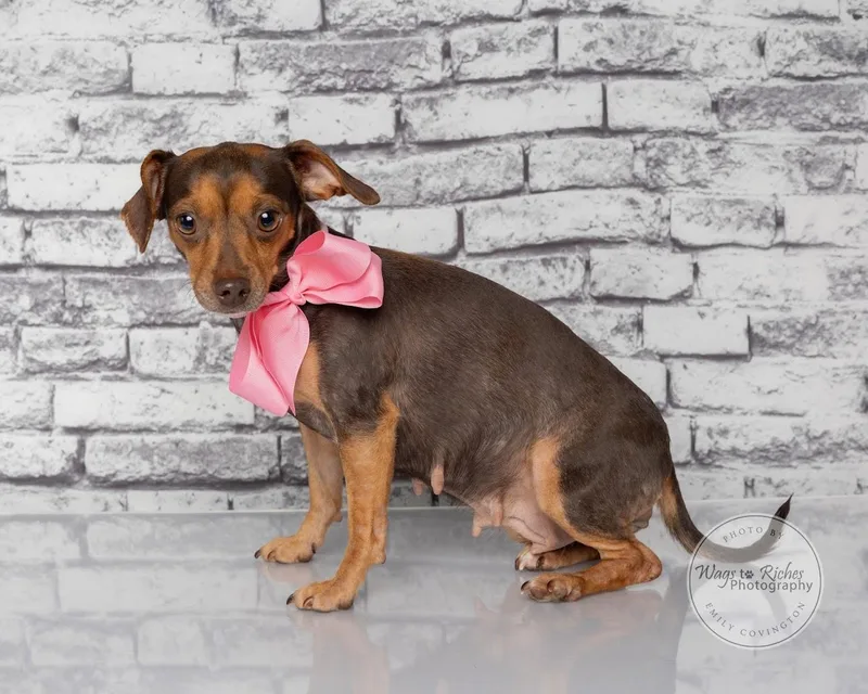 An adult small-sized female Brown / Chocolate Dachshund dog named Luna for adoption in Tuscaloosa, AL