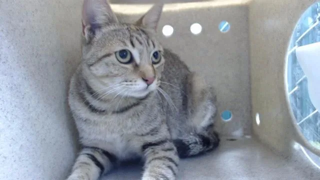 A young medium-sized female Domestic Short Hair cat named Toncha for adoption in Downey, CA