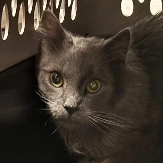 An adult medium-sized male Gray / Blue / Silver Domestic Short Hair cat named Dario for adoption in Allentown, PA