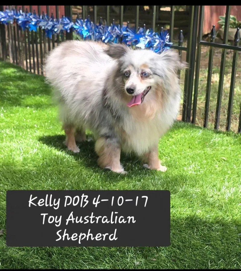An adult small-sized female Australian Shepherd dog named Kelly for adoption in York, SC