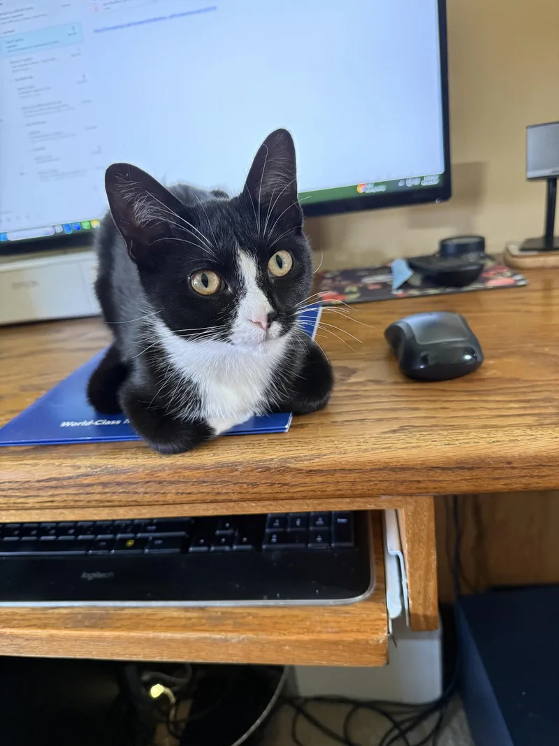 A young medium-sized female Black & White / Tuxedo Domestic Short Hair cat named Josie for adoption in Wheaton, IL