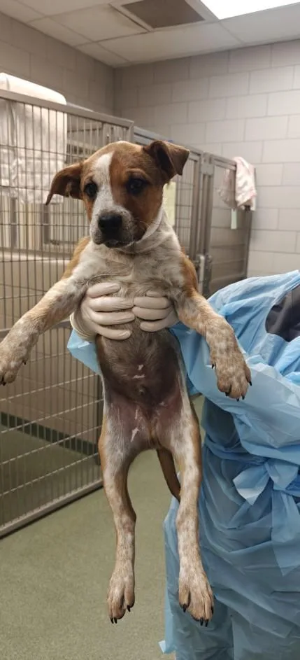 A baby small-sized male Mixed Breed dog named Jorgie for adoption in Santa Fe, NM