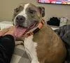 An adult large-sized female Pit Bull Terrier dog named Bailey for adoption in Carrollton, TX