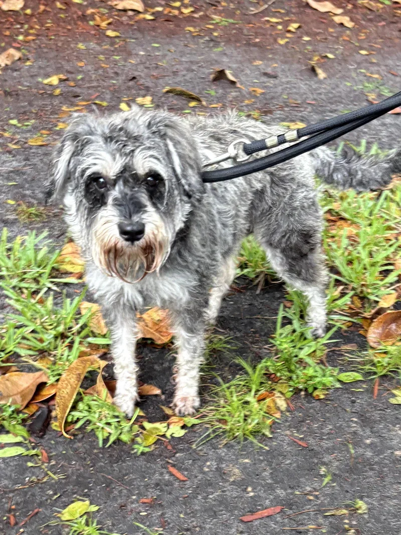 An adult small-sized female Schnauzer dog named Minnie for adoption in Margate, FL