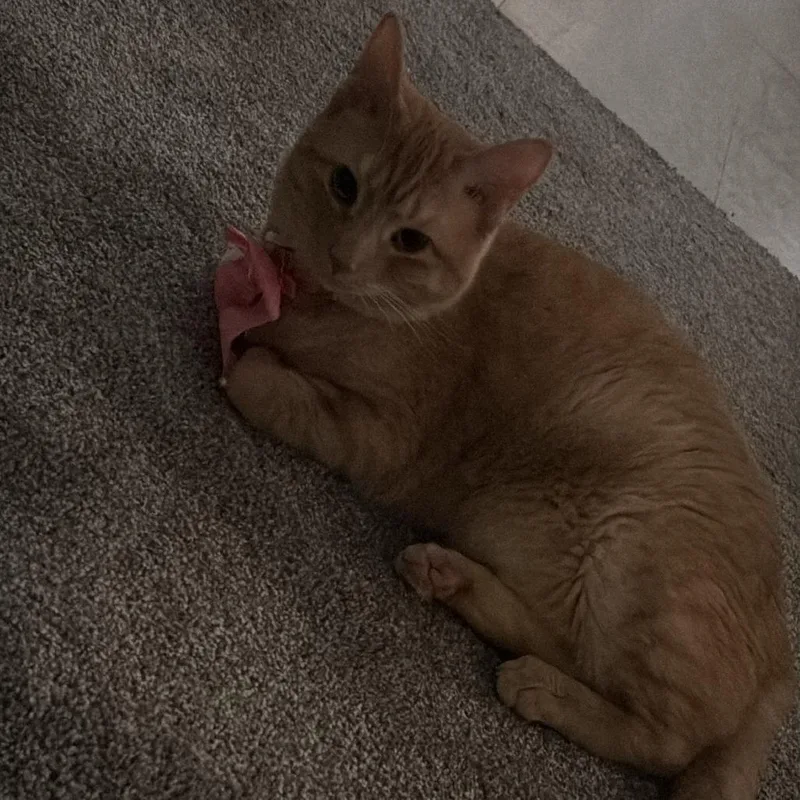 An adult large-sized female Orange / Red Domestic Short Hair cat named Penny for adoption in Asheville, NC