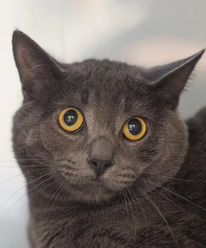 An adult medium-sized male Domestic Short Hair cat named Cannoli for adoption in Encinitas, CA