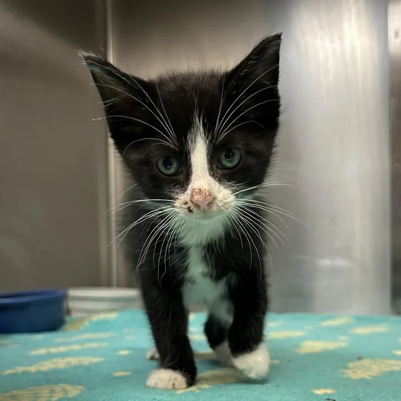 A baby small-sized male Black Domestic Short Hair cat named Kinder for adoption in Bryan, TX