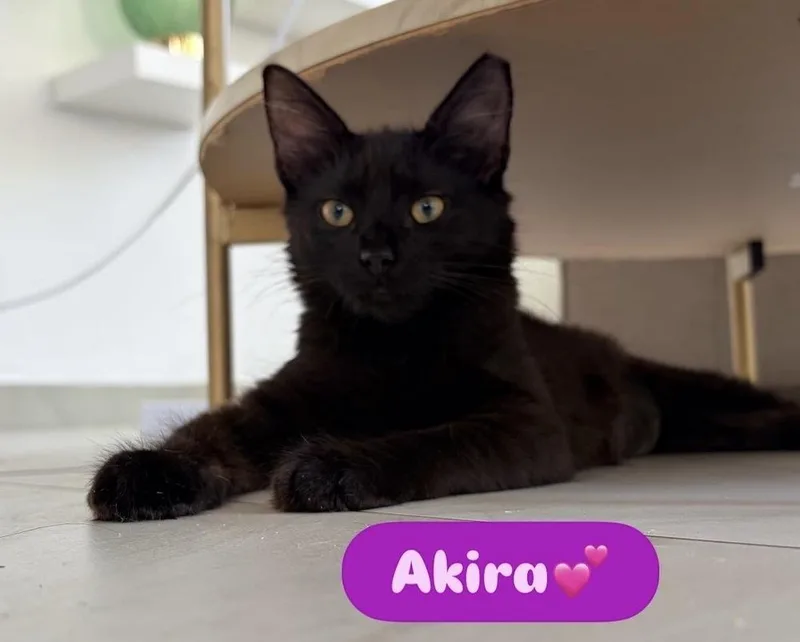 A baby small-sized female Black American Shorthair cat named Akira for adoption in Naranjito, PR