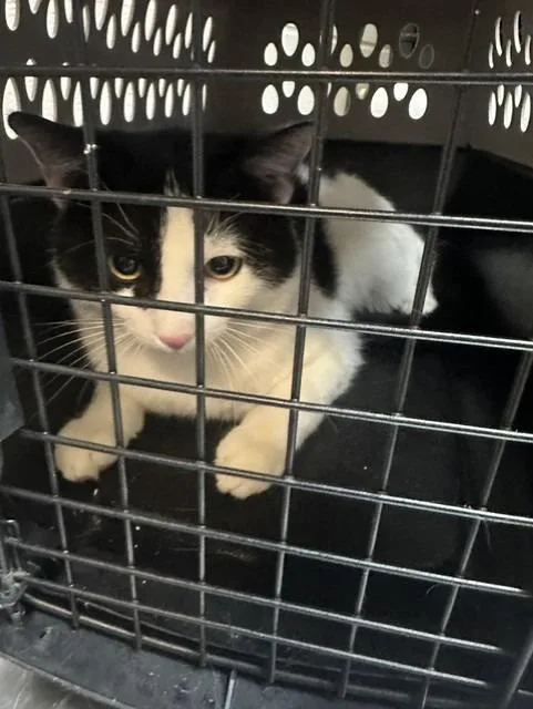 A young large-sized male Domestic Short Hair cat named Cuddles Mcsnuggles for adoption in Rome, GA