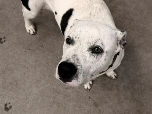 A young large-sized male Pit Bull Terrier dog named Denver for adoption in Tulsa, OK
