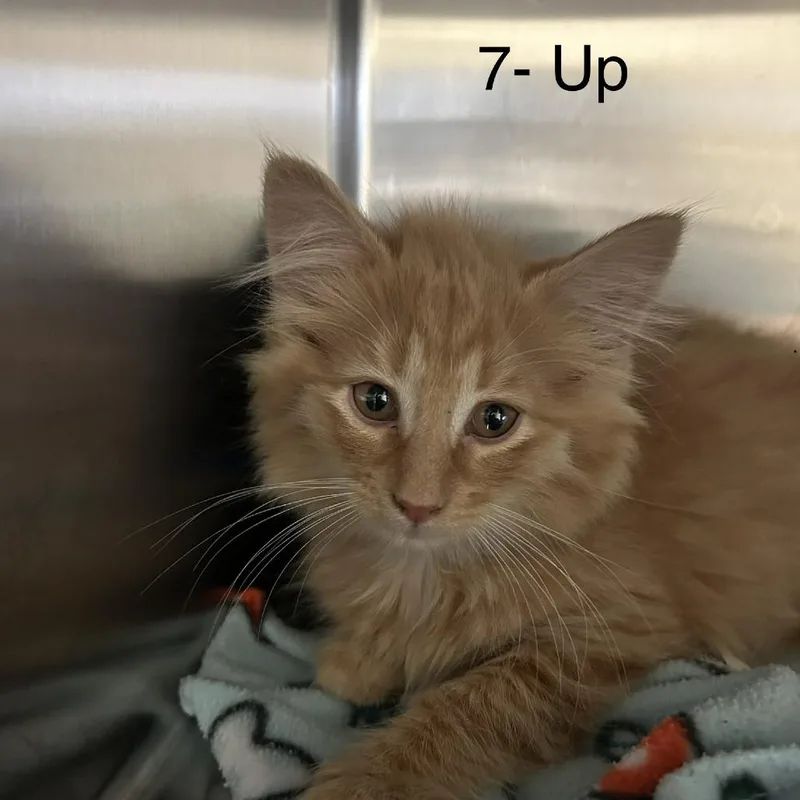 A baby small-sized male Orange / Red Domestic Long Hair cat named Up for adoption in Knoxville, TN