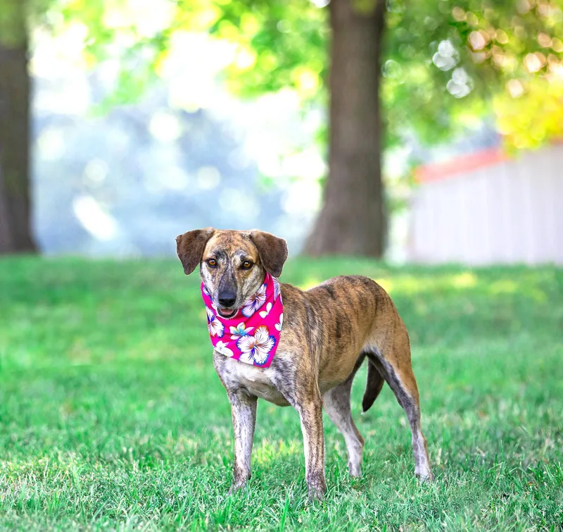 An adult medium-sized female Hound dog named Holly for adoption in Coatesville, PA