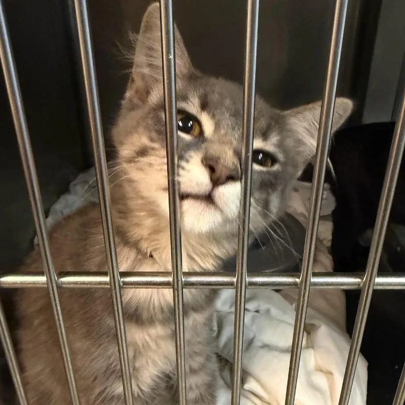 A young medium-sized male Gray / Blue / Silver Domestic Medium Hair cat named Bundy for adoption in Hopewell, VA
