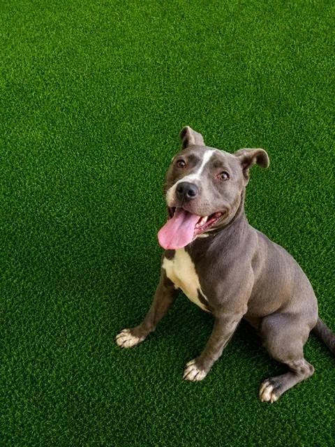 A young large-sized female Pit Bull Terrier dog named Lexi for adoption in Lancaster, CA