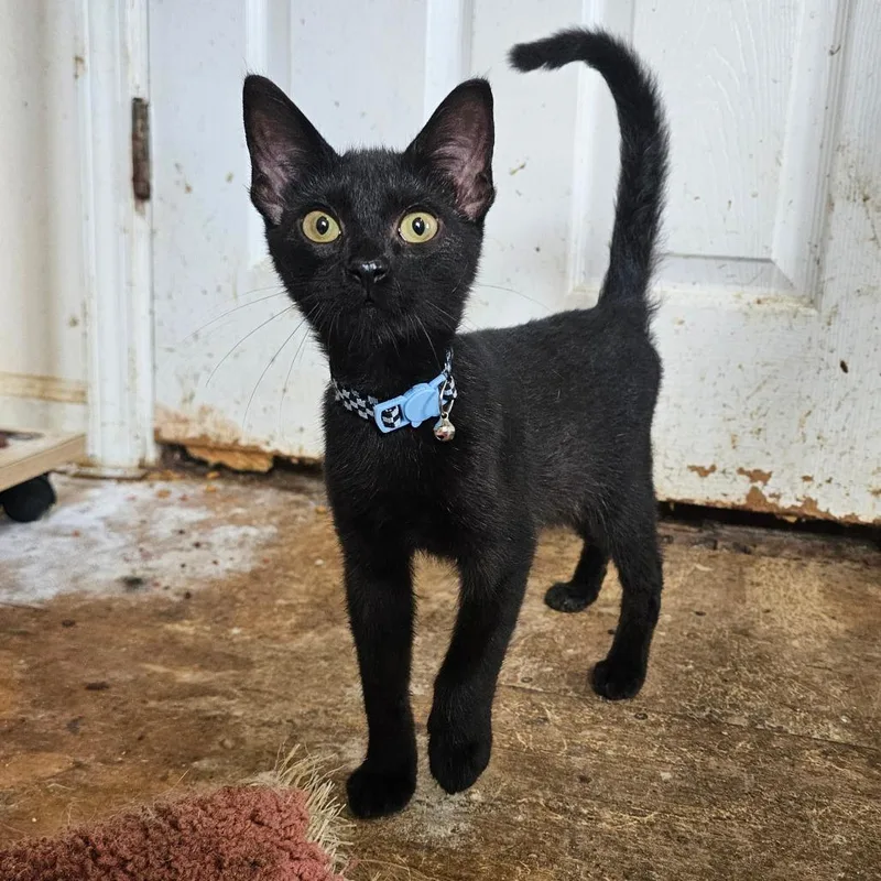 A young small-sized male Black Domestic Medium Hair cat named Stanley for adoption in Milton, FL