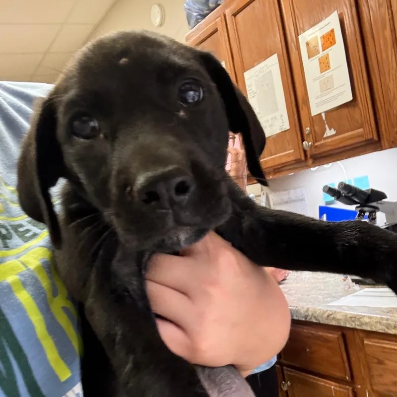 A young medium-sized female Black Labrador Retriever dog named Claire U for adoption in Tupelo, MS