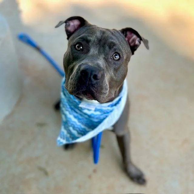 A young medium-sized male Pit Bull Terrier dog named Chunk for adoption in Charlotte, NC