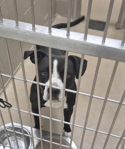 An adult medium-sized male Pit Bull Terrier dog named Chuck for adoption in Decatur, IL