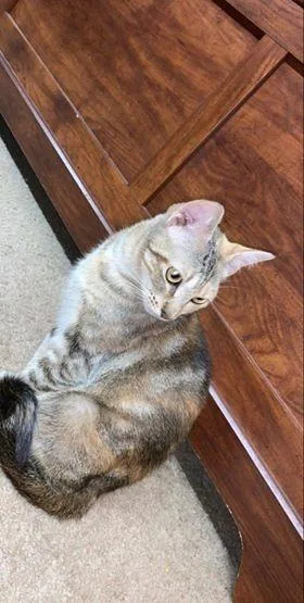 A senior medium-sized female Domestic Short Hair cat named Subira for adoption in Glenfield, NY
