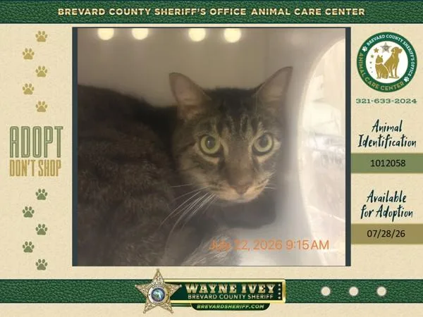An adult small-sized male Domestic Short Hair cat named Boots for adoption in Melbourne, FL