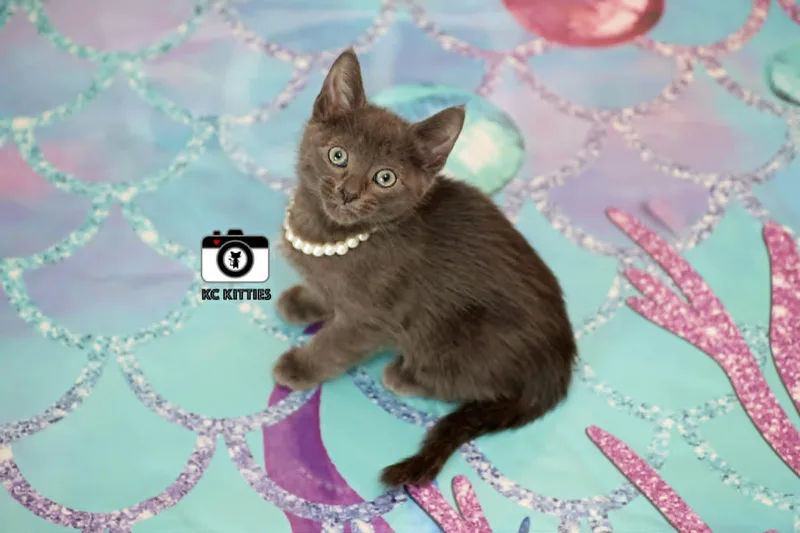 A baby medium-sized female Gray / Blue / Silver Domestic Short Hair cat named Solstice for adoption in Overland Park, KS