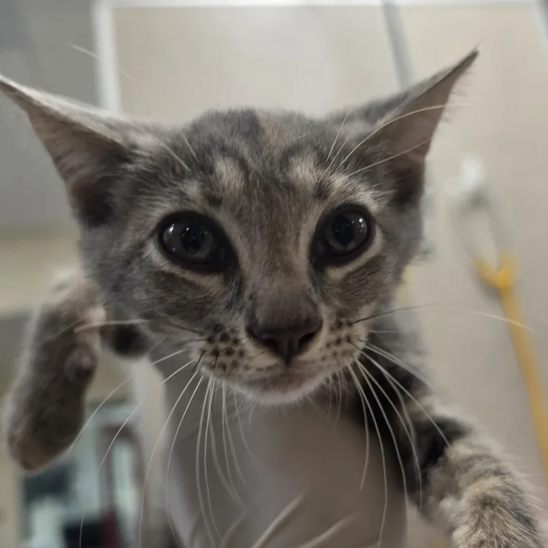 A baby small-sized female Gray / Blue / Silver Domestic Short Hair cat named Ditto for adoption in Jacksonville, FL