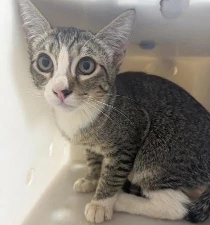 A baby small-sized male Domestic Short Hair cat named Spinosaurus for adoption in Honolulu, HI
