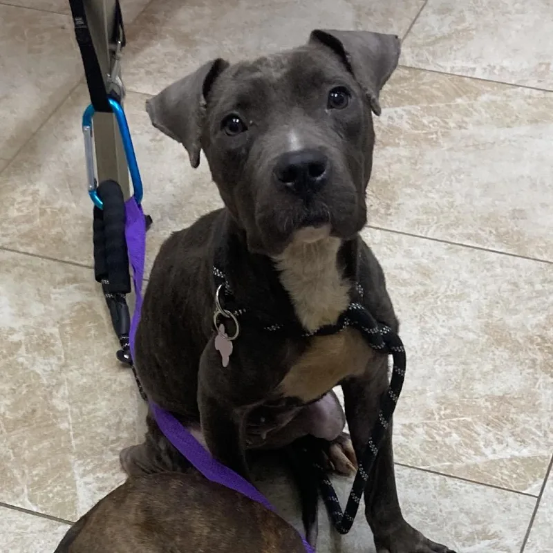 An adult medium-sized female Gray / Blue / Silver Pit Bull Terrier dog named Glinda for adoption in Galveston, TX