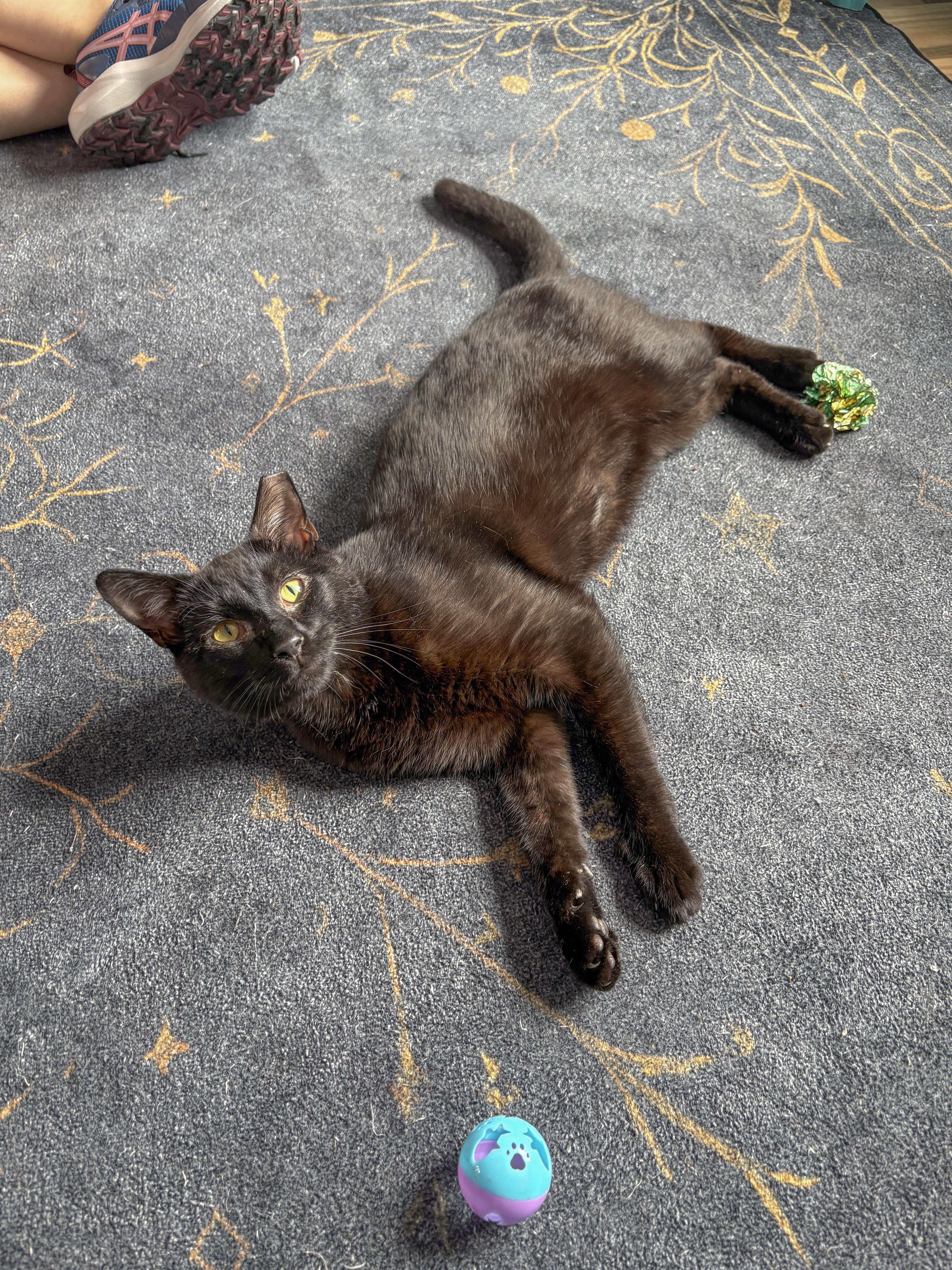 A young medium-sized male Black Domestic Short Hair cat named George for adoption in Asheville, NC