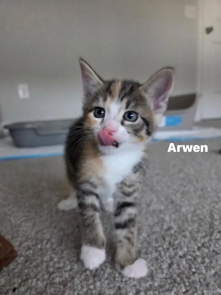 Arwen