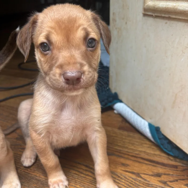 A baby medium-sized female Catahoula Leopard Dog dog named Ember for adoption in Charlotte, NC