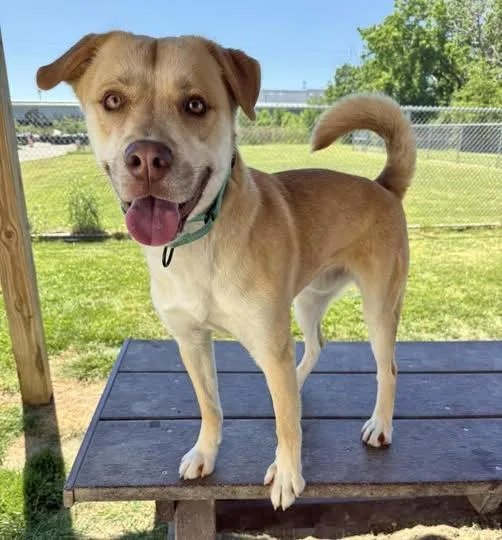 A young medium-sized male Red / Chestnut / Orange Shiba Inu dog named Simba for adoption in Euclid, OH
