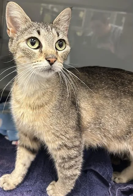A young medium-sized female Domestic Short Hair cat named Cienna for adoption in Santa Cruz, CA