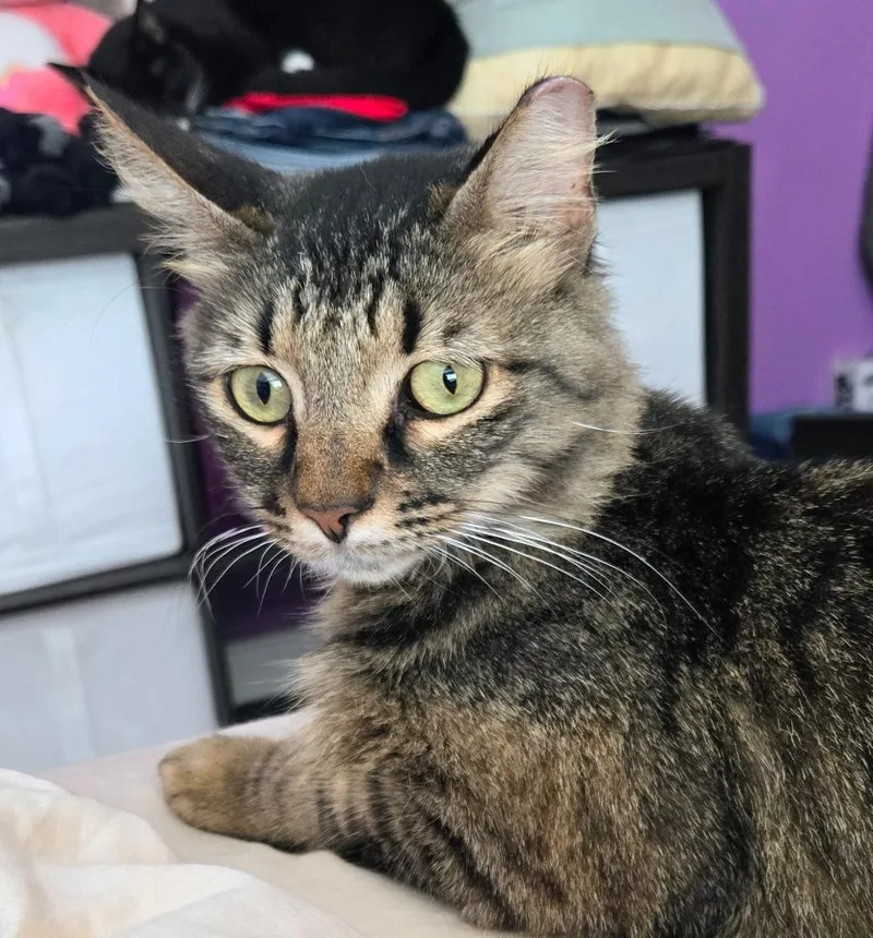 A young medium-sized male Domestic Medium Hair cat named Fluffy for adoption in Evans, GA